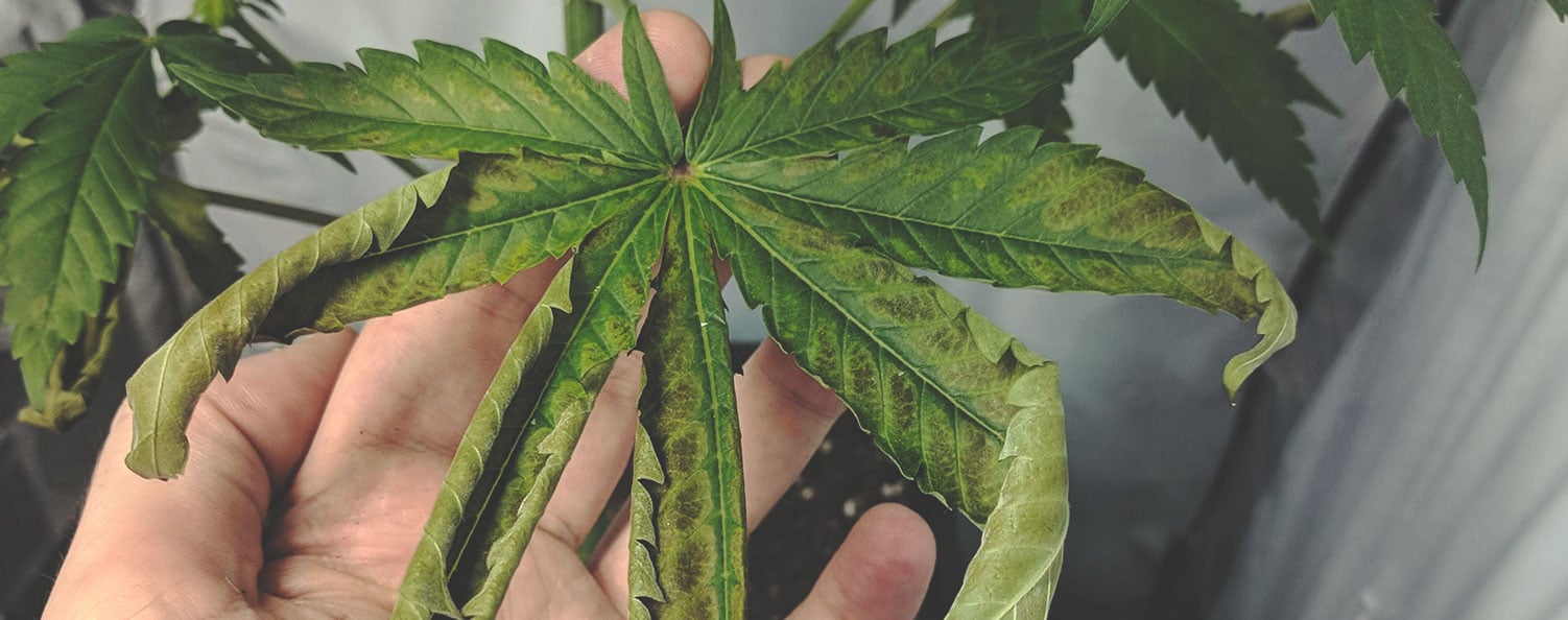 Plante de cannabis présentant des taches nécrotiques sur les jeunes feuilles, signes caractéristiques d'une carence en manganèse.
