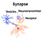 Synapse