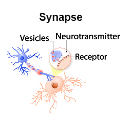 Synapse