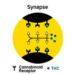 THC and receptors