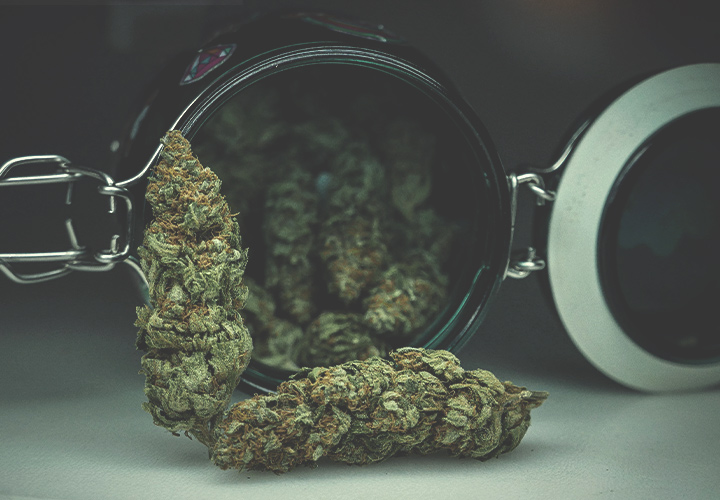 Cannabis Marijuana Tea Cannabis Marijuana Tea