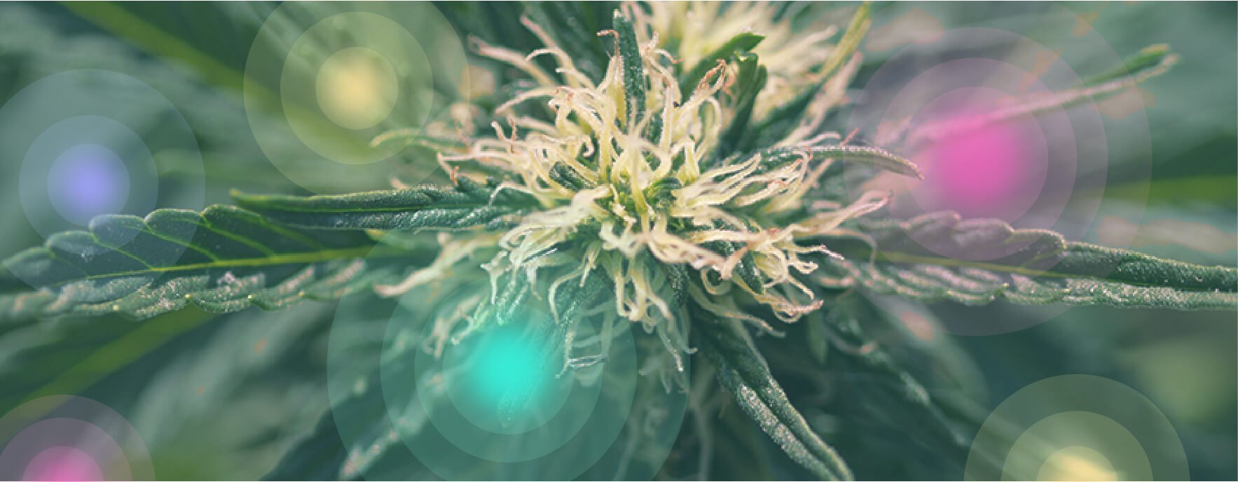 Qu’est-ce que le cannabis médical ?