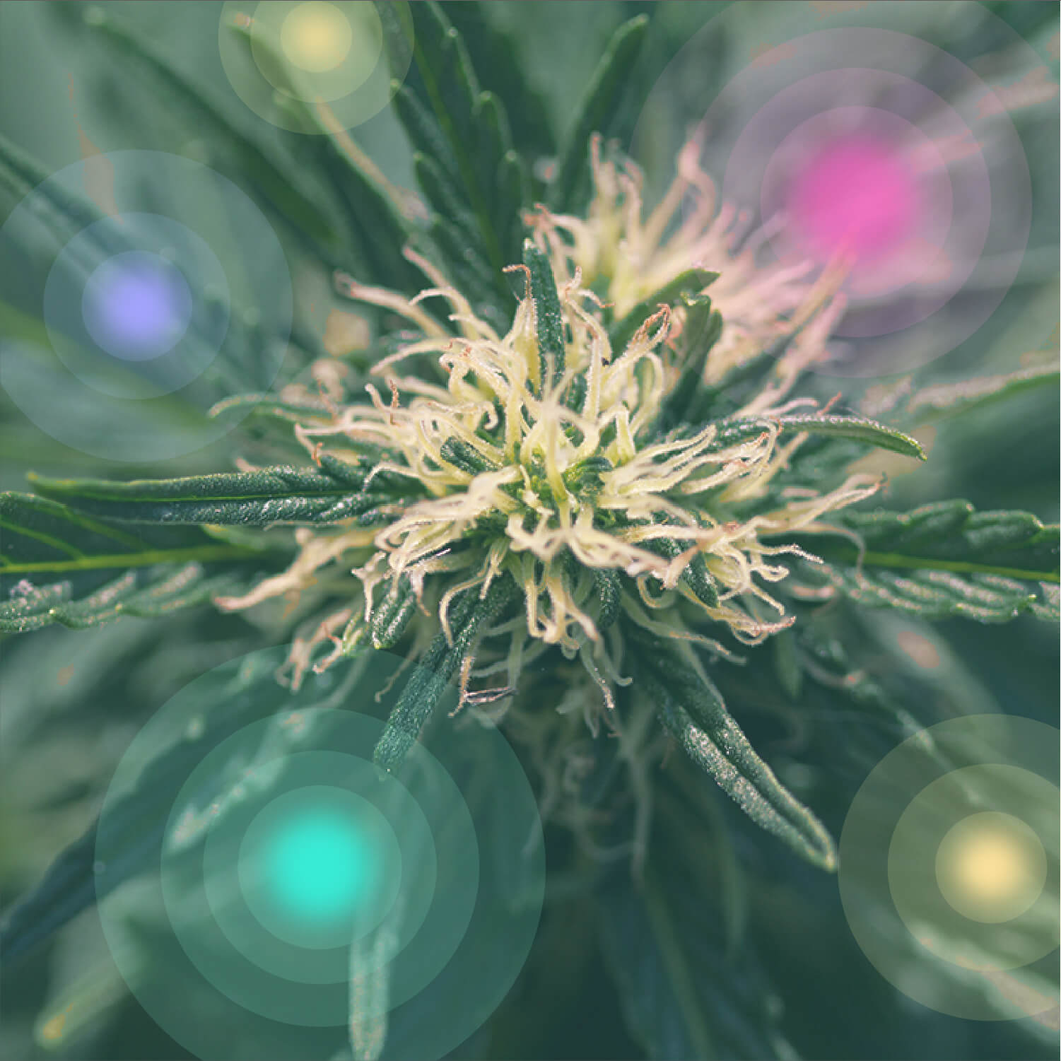 Qu’est-ce que le cannabis médical ?