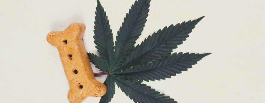 Cannabis Et Chiens : Les Effets Du CBD Sur Les Chiens