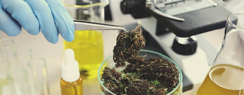 La Légalisation Signifie Une Meilleure Régulation Du Cannabis