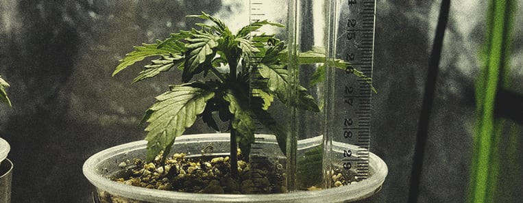 Micro-culture De Cannabis : Cultiver Une Superbe Weed Dans Un Petit Espace