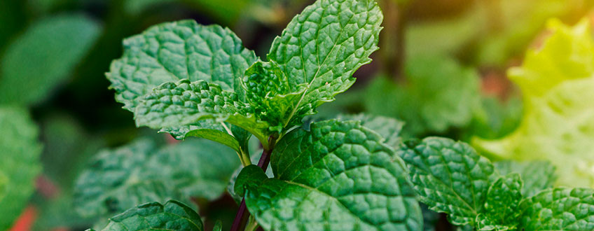 LA MENTHE POIVRÉE EN TANT QUE COMPAGNE D’AUTRES PLANTES DU JARDIN