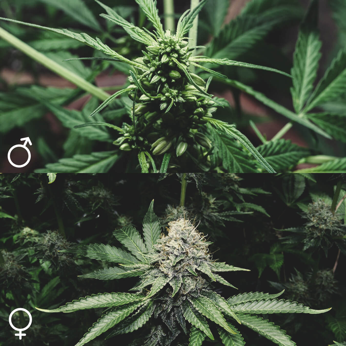 Tous Les Plants De Cannabis Sont-Ils Les Mêmes ? Tous Les Plants De Cannabis Sont-Ils Les Mêmes ?