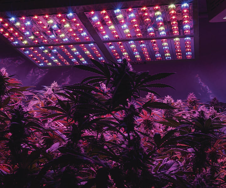 Comment Fournir Des Rayons UV À Une Culture De Cannabis En Intérieur