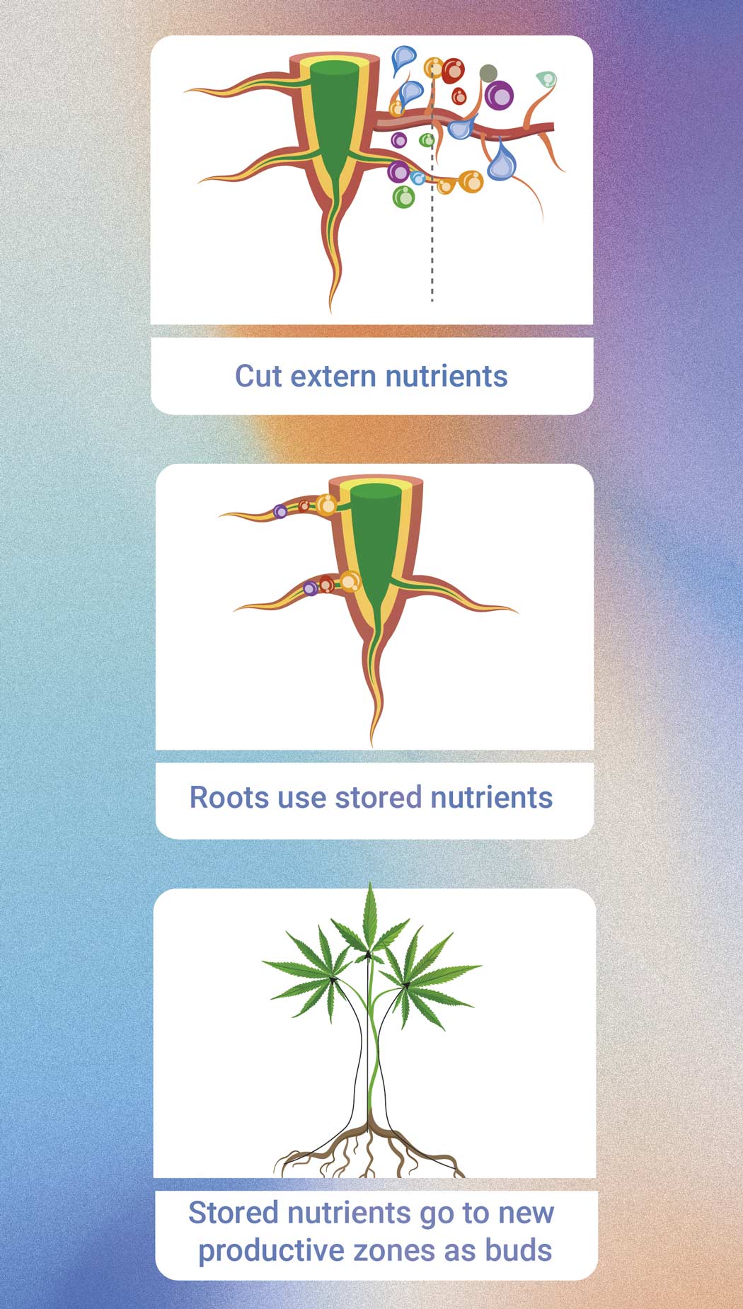 Comment et Quand Rincer les Plants de Cannabis Comment et Quand Rincer les Plants de Cannabis
