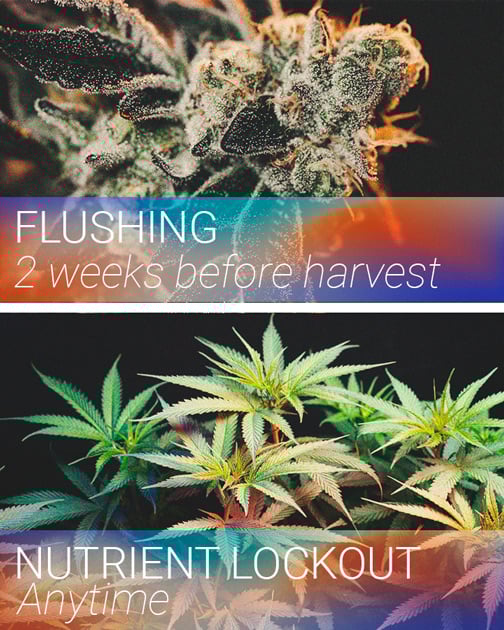 Le meilleur moment pour rincer son cannabis Le meilleur moment pour rincer son cannabis