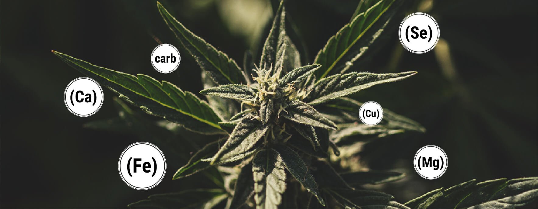Quels Sont Les Avantages De La Mélasse Pour Les Plants De Cannabis ?