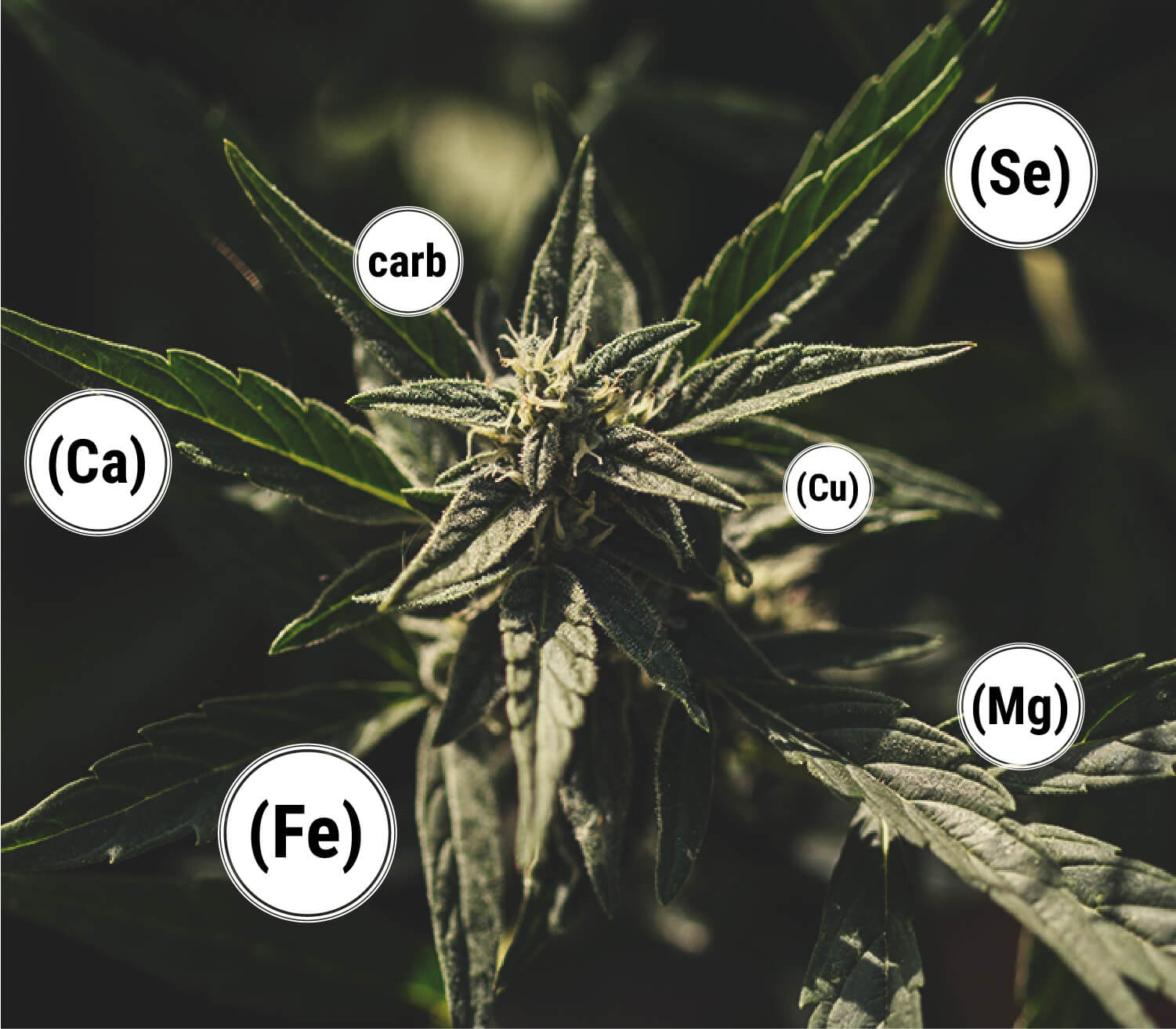 Quels Sont Les Avantages De La Mélasse Pour Les Plants De Cannabis ?