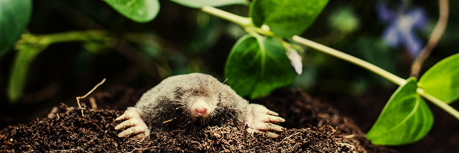 Comment protéger les plants d'herbe contre les souris et les rats - RQS Blog