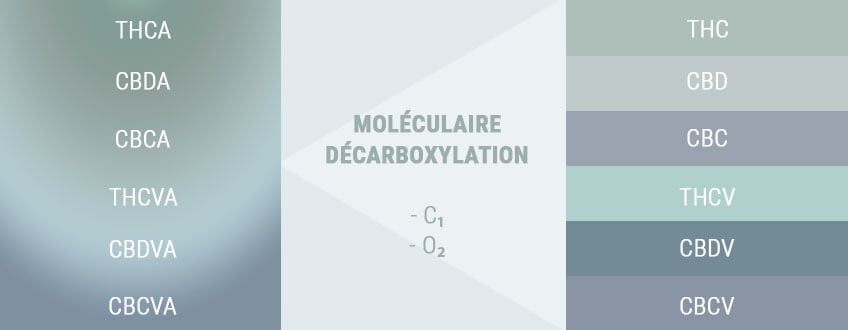 LA DÉCARBOXYLATION ACTIVE LES ACIDES