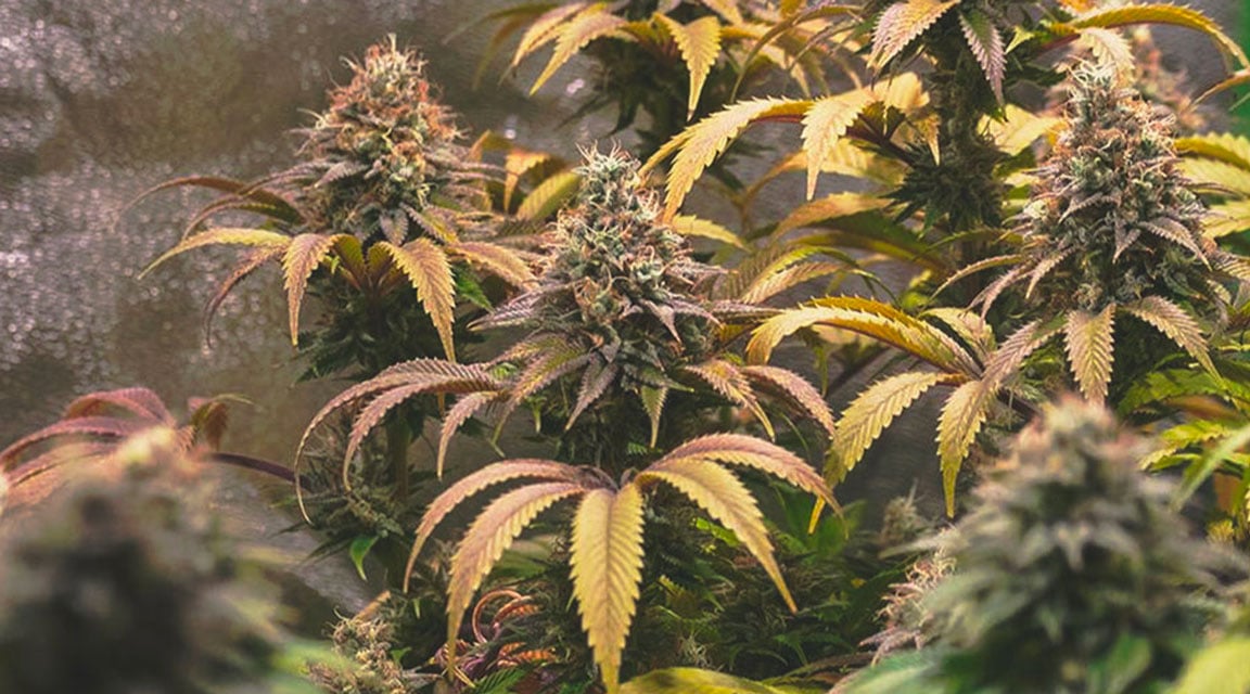 Plante de cannabis avec des feuilles jaunissantes et tachetées, montrant des signes visibles de carence en molybdène, avec des décolorations et des taches brunes sur les bords des feuilles.