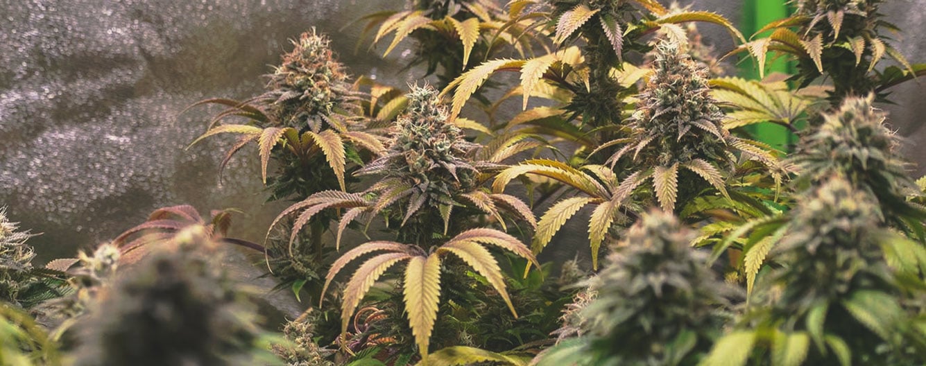 Plante de cannabis avec des feuilles jaunissantes et tachetées, montrant des signes visibles de carence en molybdène, avec des décolorations et des taches brunes sur les bords des feuilles.
