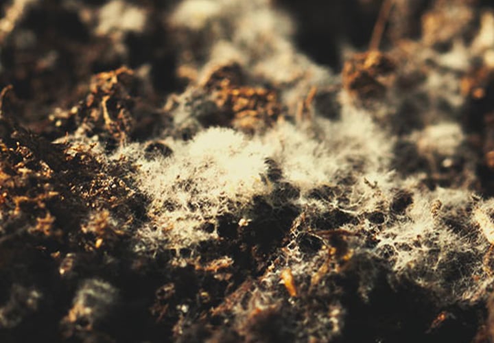 L'image révèle une prolifération de mycélium blanc sur la surface du substrat, signe d'une possible contamination fongique.