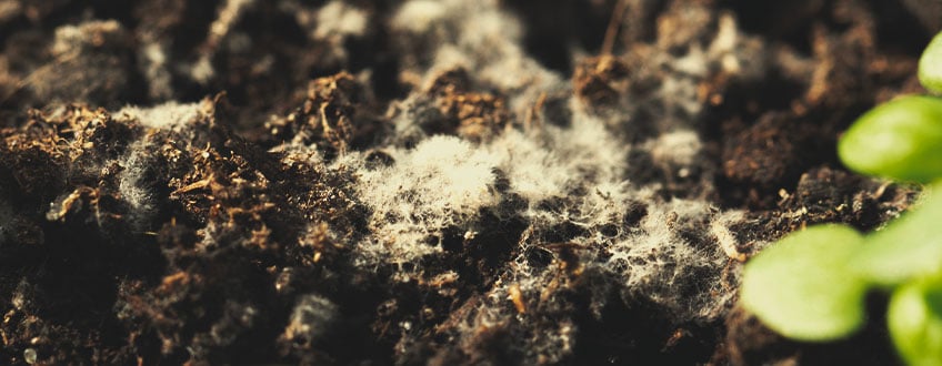 L'image révèle une prolifération de mycélium blanc sur la surface du substrat, signe d'une possible contamination fongique.
