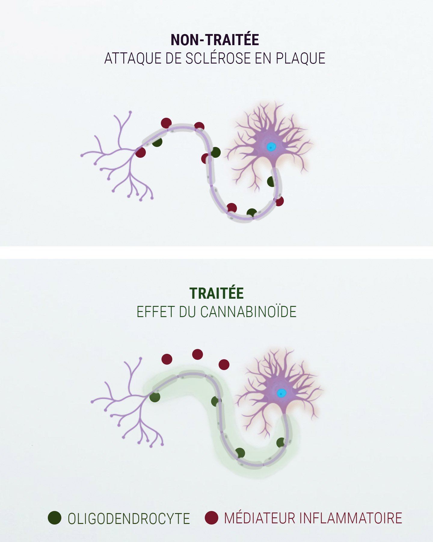 Un mot sur le système endocannabinoïde Un mot sur le système endocannabinoïde