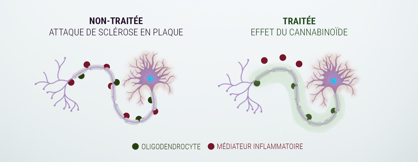 Un mot sur le système endocannabinoïde Un mot sur le système endocannabinoïde