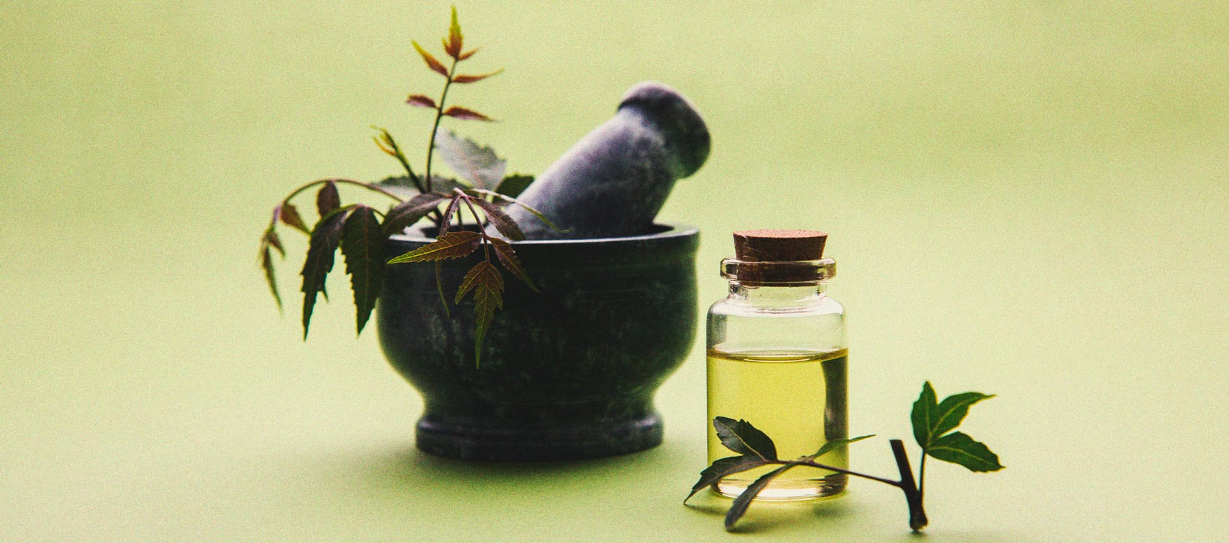Cannabis et aleurodes : guide de régulation et prévention Cannabis et aleurodes : guide de régulation et prévention