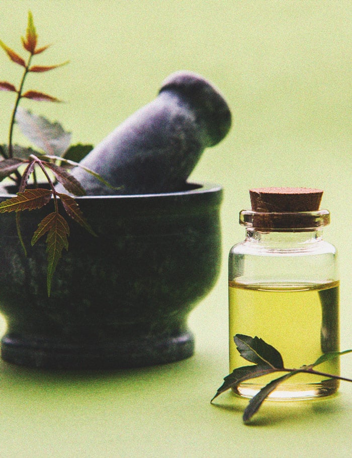 Cannabis et aleurodes : guide de régulation et prévention Cannabis et aleurodes : guide de régulation et prévention