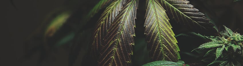 Plante de cannabis avec des feuilles vert foncé, montrant des signes de toxicité à l'azote, notamment un brunissement et un jaunissement au niveau des pointes des feuilles.
