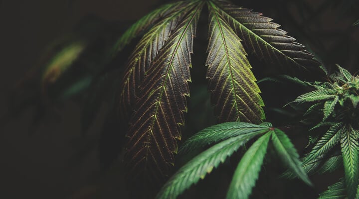 Plante de cannabis avec des feuilles vert foncé, montrant des signes de toxicité à l'azote, notamment un brunissement et un jaunissement au niveau des pointes des feuilles.