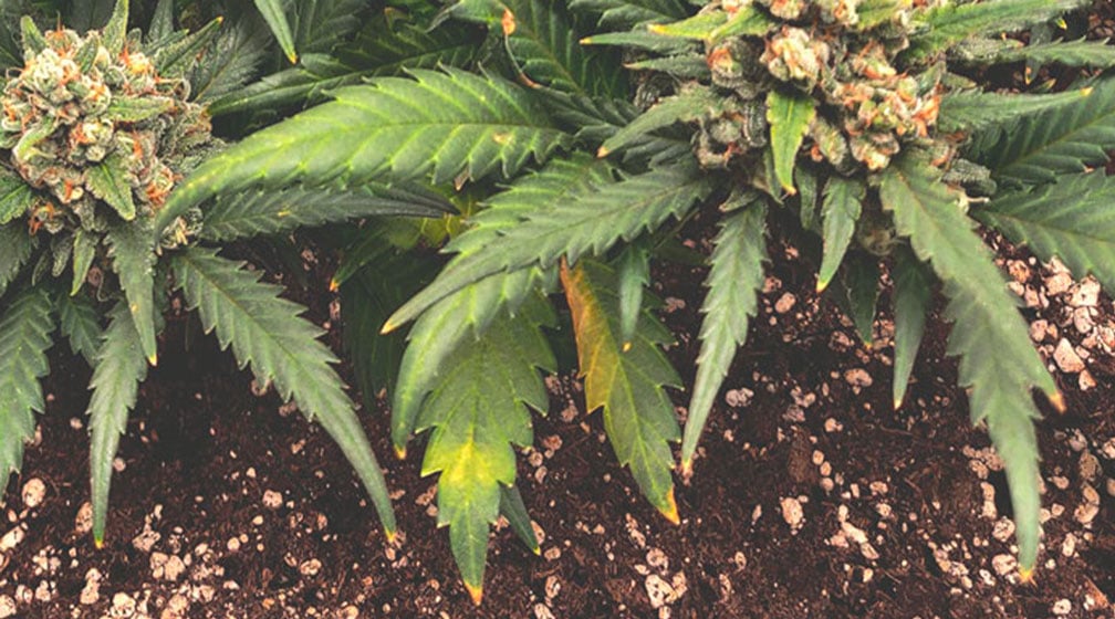 Plante de cannabis montrant une carence en azote, avec des feuilles jaunes sur les plus anciennes, indiquant un manque de cet élément essentiel à la croissance.