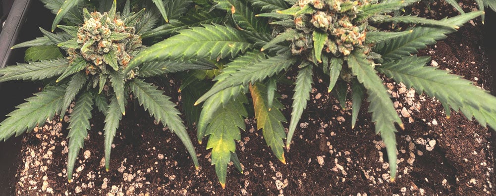 Plante de cannabis montrant une carence en azote, avec des feuilles jaunes sur les plus anciennes, indiquant un manque de cet élément essentiel à la croissance.