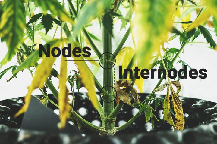 Nodes & Internodes