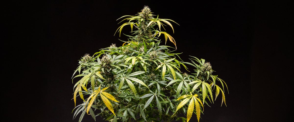 Plante de cannabis North Thunderfuck montrant des têtes denses et résineuses avec des pistils orange et des trichomes givrés durant la fin de floraison