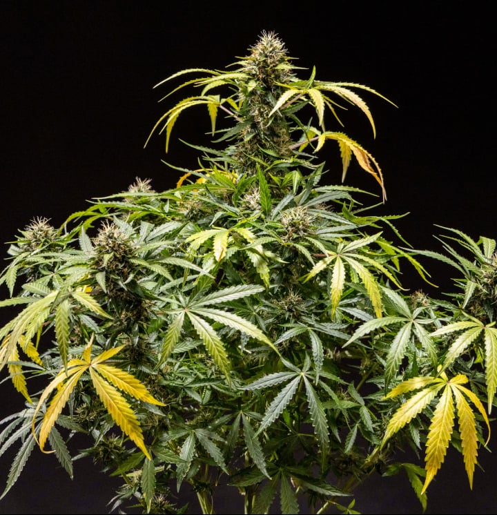 Plante de cannabis North Thunderfuck montrant des têtes denses et résineuses avec des pistils orange et des trichomes givrés durant la fin de floraison