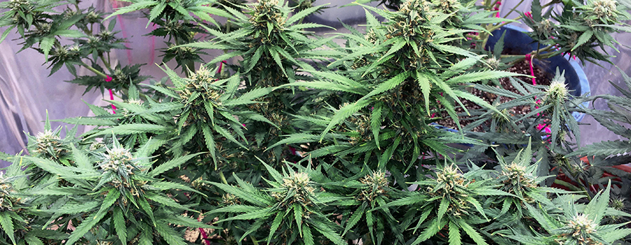 Northern Light Auto