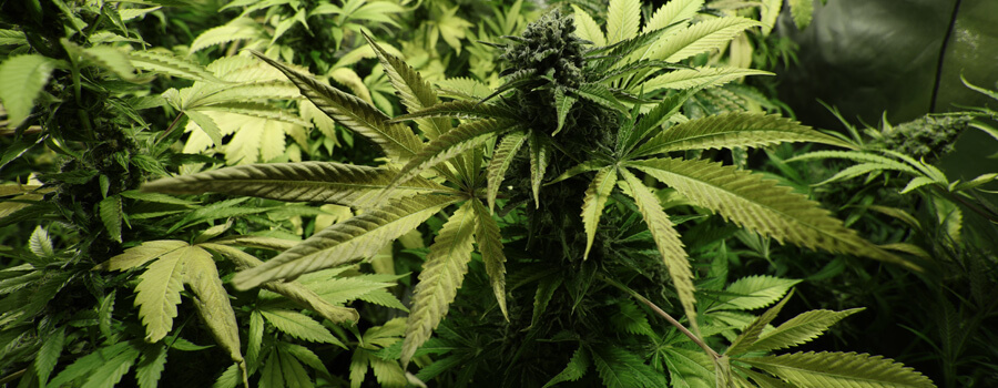 Northern Light Cannabis Pour Climats Chauds Northern Light Cannabis Pour Climats Chauds