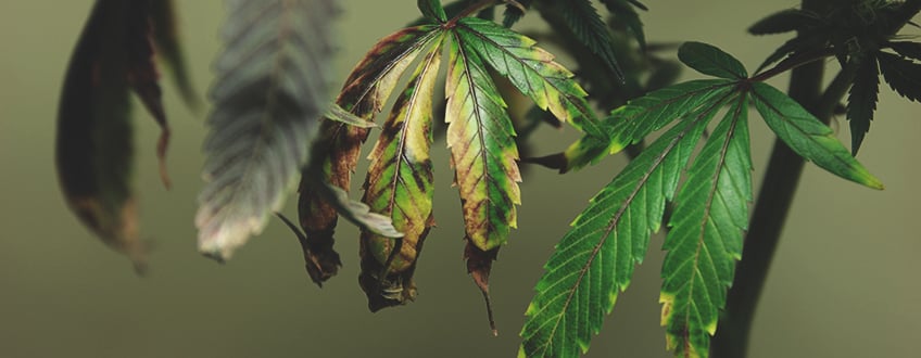 Plantes de cannabis souffrant d'une surdose d'engrais : feuilles jaunissantes, brunissantes et toxicité azotée