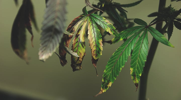 Plantes de cannabis souffrant d'une surdose d'engrais : feuilles jaunissantes, brunissantes et toxicité azotée