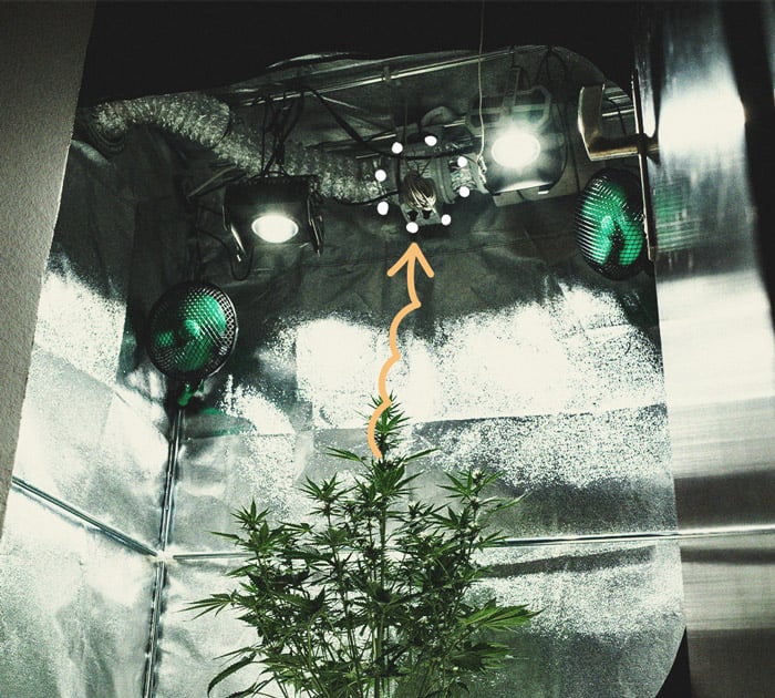 Tout ce qu'il faut savoir sur les tentes de culture pour le cannabis
