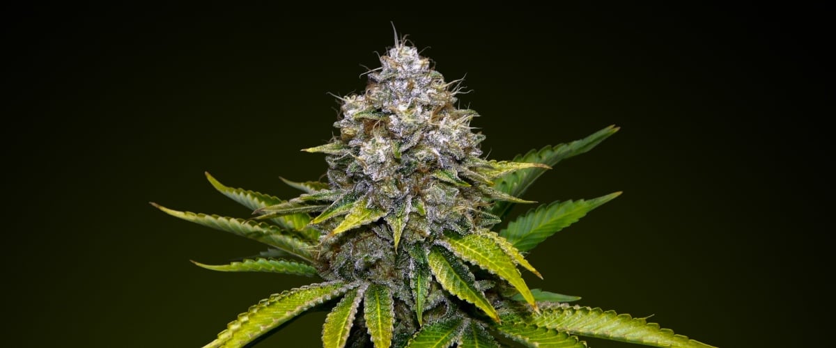 OG Kush – Meilleure variété pour des infusions puissantes Tête de cannabis OG Kush avec des trichomes givrés et des tons verts terreux, connue pour sa saveur de pin et sa forte puissance, idéale pour les infusions robustes