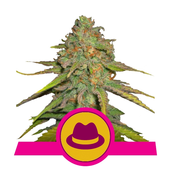 OG Kush OG Kush