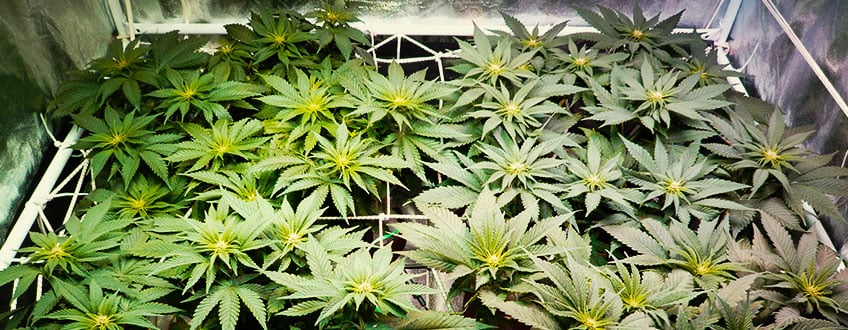 Plantes en croissance sous des lumières artificielles dans un environnement contrôlé, culture intérieure avec éclairage artificiel pour une croissance optimale.