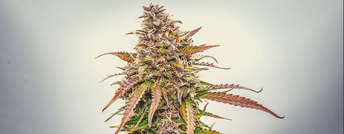 Quelles sont les couleurs que le cannabis est capable d’exhiber ? Quelles sont les couleurs que le cannabis est capable d’exhiber ?