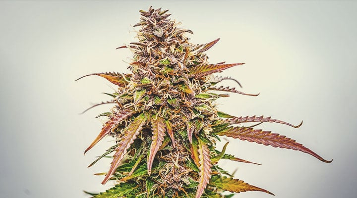 Quelles sont les couleurs que le cannabis est capable d’exhiber ? Quelles sont les couleurs que le cannabis est capable d’exhiber ?