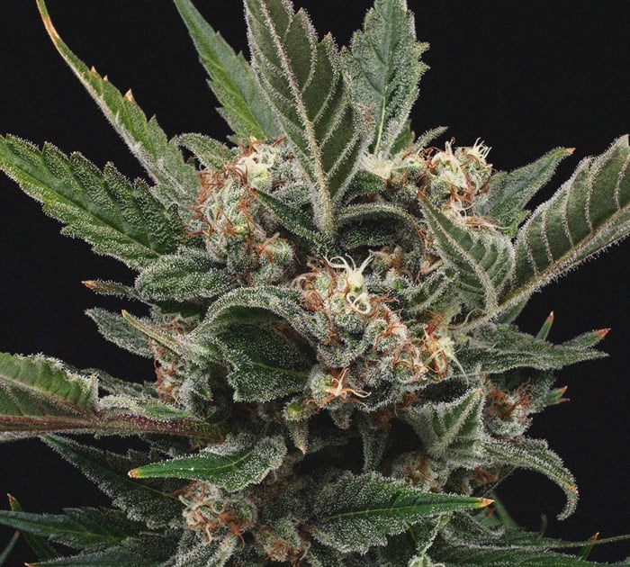 Plan rapproché d'une plante de cannabis avec des buds mûrs recouverts de trichomes brillants, mettant en valeur les détails de sa structure et de sa texture.