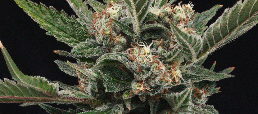 L’Importance Des Pistils Pour Les Cultivateurs De Cannabis