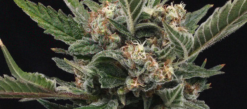 Plan rapproché d'une plante de cannabis avec des buds mûrs recouverts de trichomes brillants, mettant en valeur les détails de sa structure et de sa texture.