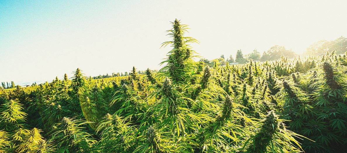 Astuces Pratiques Pour Cultiver de la Weed en Climat Froid Astuces Pratiques Pour Cultiver de la Weed en Climat Froid