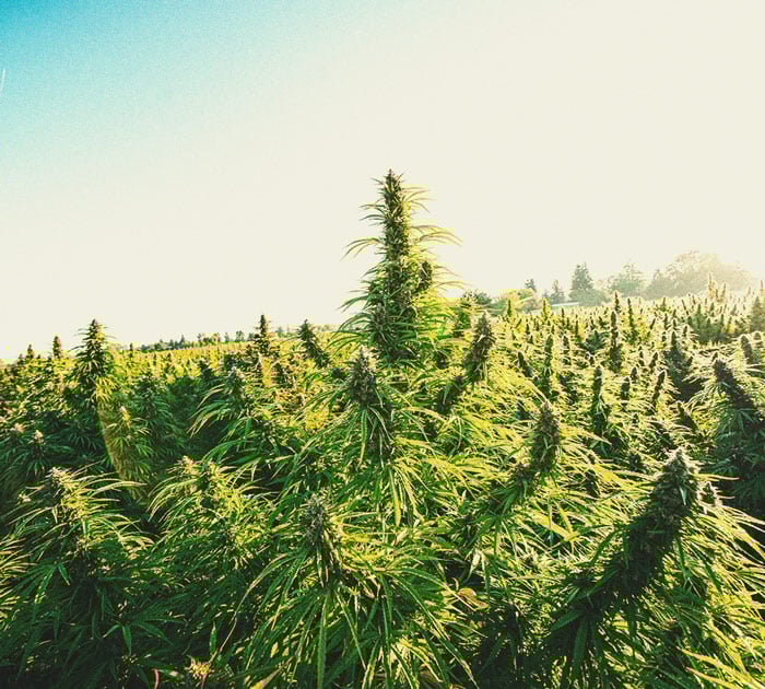 Astuces Pratiques Pour Cultiver de la Weed en Climat Froid Astuces Pratiques Pour Cultiver de la Weed en Climat Froid