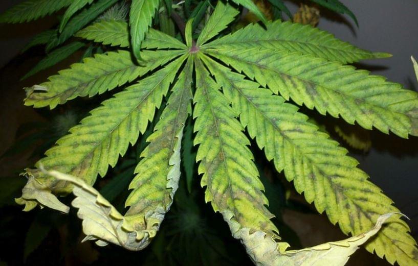 overfeeding%20from%20a%20cannabisplant.J